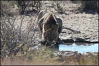 Et un petit gorgeon mill�sime 2009 (Lion vu au Kgalagadi Transfrontier National Park, Afrique du Sud) 
