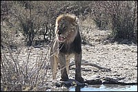 Nous voil� fin pr�t et tout beau pour la sieste (Lion vu au Kgalagadi Transfrontier National Park, Afrique du Sud) 