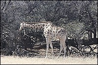 Nous on est comme le Concorde, on peut allonger notre fuselage avant (Giraffe vue vu au Kgalagadi Transfrontier National Park, Afrique du Sud) 