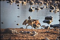 Je l'ai eu, je l'ai eu ! et je vais me faire un de ces gueuletons ! (Chacal - vu � Etosha Park, Namibie)