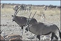 Beaux Oryx (vus � Etosha Park, Namibie)