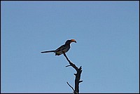 Du haut de mon perchoir, je m�te ! (Hornbill -vu � Etosha Park, Namibie)
