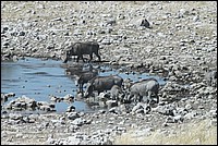 Belle famille (Phacoch�res - vus � Etosha Park, Namibie)