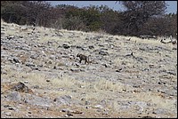 M�me de loin, je suis un des rois de la faune Africaine (L�opard - vu � Etosha Park, Namibie)