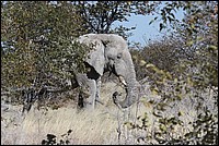 Je suis un vieux solitaire (lE�phant - vu � Etosha Park, Namibie)