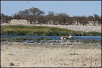 Springbok dans un beau d�cors (vu � Etosha Park, Namibie))