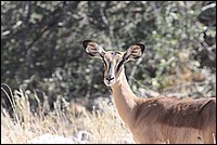 Belle, c'est tout ! (Impala - vue � Etosha Park, Namibie)
