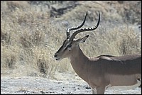 ... et Monsieur, lui aussi beau, c'est tout ! (Impala  vu � Etosha Park, Namibie)