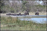 Quand les hippopotames font la sieste (vus � Etosha Park, Namibie)