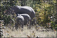 Joli �l�phanteau avec sont grand fr�re et sa maman. Pas effray� par notre Prosper qui passe � quelques m�tres ! (vus � Etosha Park, Namibie)