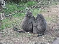 O� t'as encore train� ? Je t'interdis d'aller dans le camping-car des Chazel ! (Babouins vus au Cap de Bonne Esp�rance, Afrique du Sud)