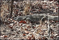 Je ne suis pas l'animal le plus courant du Parc (Un gros l�zard - vu au parc Kruger, Afrique du Sud)