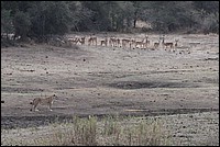 Faisons celle qui passe mais choisissons en m�me temps ! (Lionne - vue au parc Kruger, Afrique du Sud)