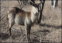 Pardonnez, je ne me suis pas ras�e (Une vari�t� de Cobe - vue au parc Kruger, Afrique du Sud)