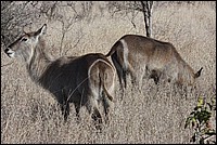 Mais z'avez vu nos bandes r�fl�chissantes � l'arri�re !  (Une vari�t� de Cobe - vue au parc Kruger, Afrique du Sud)
