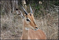 Attends ! Voil� mon meilleur profil (Impala - vu au parc Kruger, Afrique du Sud)