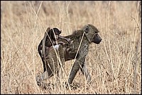 Je m'accroche, je m'accroche ! (Singes - vus au parc Arusha, Tanzanie)