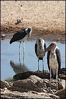 Qu'est ce que tu en penses toi de la situation � Wall Street ? (parc Tarangire, Tanzanie)