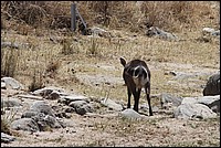 Zut ! J'ai d� m'asseoir sur la lunette des WC fra�chement repeinte (Une vari�t� de Cobe - vue au parc Tarangire, Tanzanie)
