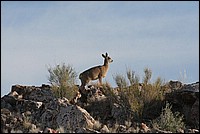En haut de cette colline, je me sens grande et forte (on sait pas qui je suis, vue � Augrabies Falls National Park, Afrique du Sud)