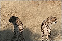 Qui veut des serres livres tr�s 