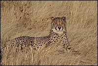 Majestueux je suis � distance tu resteras (Cheetah - ou Gu�pard - vu au Cheetah Parc, Namibie)