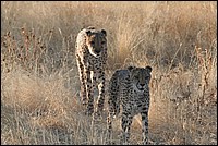 Gare � vous on arrive ! (Cheetahs - ou Gu�pards - vus au Cheetah Parc, Namibie)