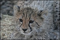 Pas mignon mon minois ? J'ai deux mois ... (B�b� Cheetah - ou Gu�pard - vu au Cheetah Parc, Namibie)