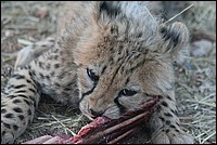 ... mais d�j� je tranche dans le vif (B�b� Cheetah - ou Gu�pard - vu au Cheetah Parc, Namibie)