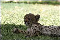 ... et je dig�re ! (B�b� Cheetah - ou Gu�pard - vu au Cheetah Parc, Namibie)