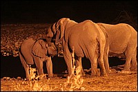 R�union de famille (El�phants - vus � Etosha Park, Namibie)