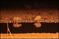 Un blanc et un noir, mais tous les deux dans les lueurs rouges de la nuit (Rhino blanc et noir - vus � Etosha Park, Namibie)