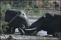 Si, si je vous assure !  (El�phants - vus au parc Kruger, Afrique du Sud)