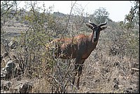 Je sais pas qui je suis (vu au parc Kruger, Afrique du Sud)
