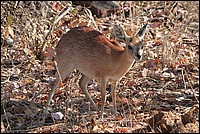 Je suis petit mais tr�s rapide ( Steenbok - vu au parc Kruger, Afrique du Sud)