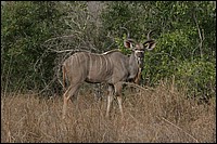 Beau Koudou qui pose pour nous (vu au parc Kruger, Afrique du Sud)