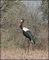 C'est pas carnaval mais j'ai d�j� le masque ! (Jabiru d'Afrique  - vu au parc Kruger, Afrique du Sud)