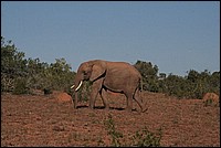I'am a poor alone .... vieux solitaire (El�phant vu � Addo Elephant National Park, Afrique du Sud)