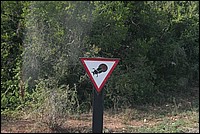 Gaffe aux scarab�s qui pondent dans les bouses des �l�phants !