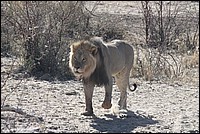 Who is the king ? Moi bien sr ! (Lion vu au Kgalagadi Transfrontier National Park, Afrique du Sud) 