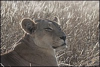 ... and who is the Queen ? moi bien sr ! (Lionne vue au Kgalagadi Transfrontier National Park, Afrique du Sud) 