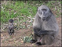 Dis Papa, pourquoi ta qu�quette elle est rose et pas la mienne ? (Babouins vus au Cap de Bonne Esp�rance, Afrique du Sud)