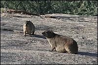 T'as vu le camping-car Fran�ais ? ressemble � rien ... de connu ici ! (Dassies vu � Augrabies Falls National Park, Afrique du Sud)