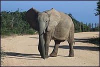 Bon, fini de rigoler. Ou tu recules ou je te montre  quoi servent les 2 trucs blancs en ivoire (Elephant vu  Addo Elephant National Park, Afrique du Sud)