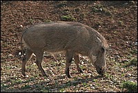Allo maman bobo, comment tu m'as fait j'suis pas beau (Phacoch�re vu au Addo Elephant National Park, Afrique du Sud) 