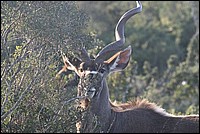Moi aussi je t'ai � 'oeil ! (Kuddu vu au Addo Elephant National Park, Afrique du Sud)
