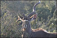 Moi aussi je t'ai  'oeil ! (Kuddu vu au Addo Elephant National Park, Afrique du Sud)