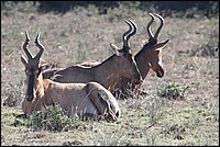 Pendant que l'autre vous surveille, nous on se la coule ... (Red Hartebeest vus au Addo Elephant National Park, Afrique du Sud)
