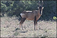 ... et moi je surveille tout le monde (Red Hartebeest vu au Addo Elephant National Park, Afrique du Sud)