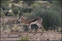 Cahin caha ... chemin faisant ... (Springbok vu � Augrabies Falls National Park, Afrique du Sud)